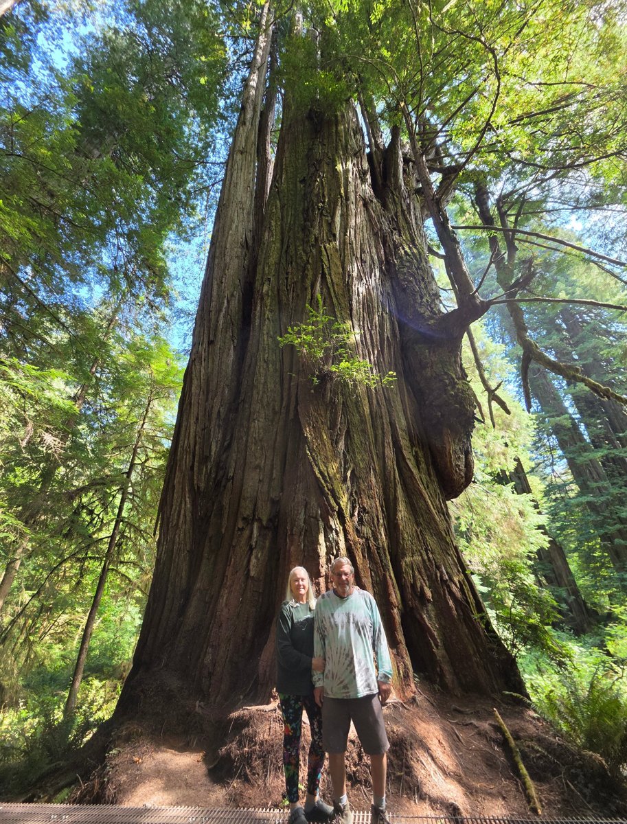 Sue McBride and a companion standing at the base of a giant redwood tree