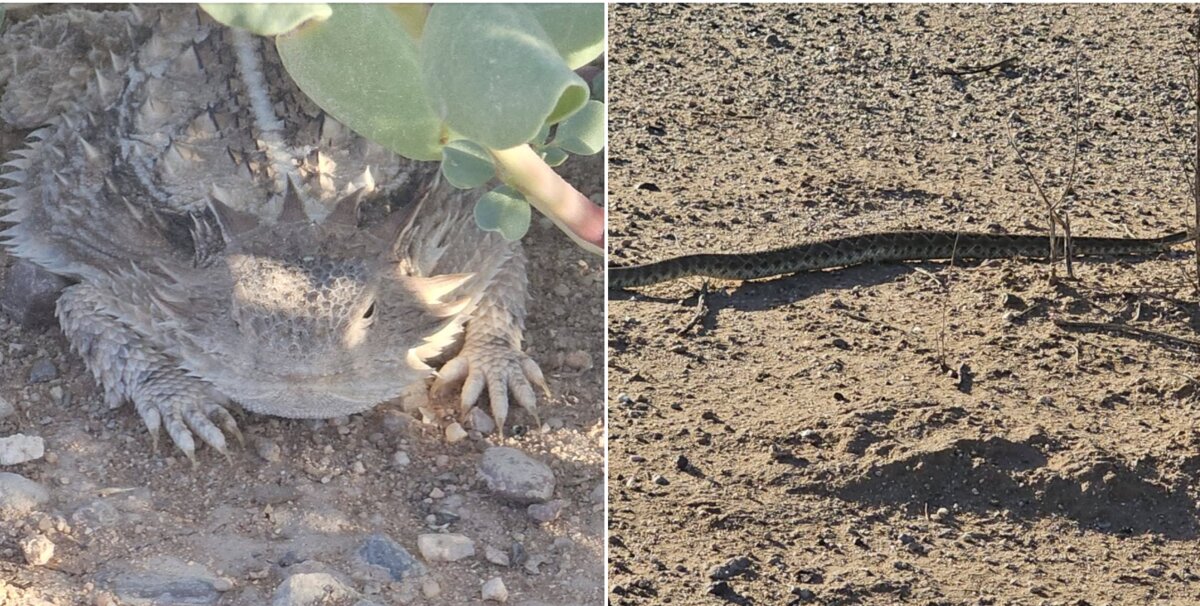 A regal horned lizard under a prickly pear, and a western diamondback rattlesnake crossing the open desert