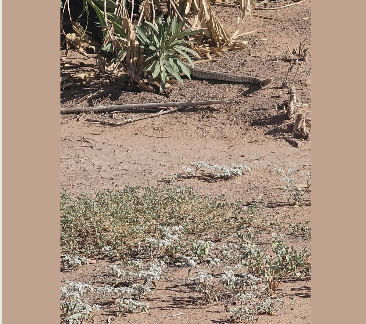 A rattlesnake camouflaged in the dirt near the oleanders