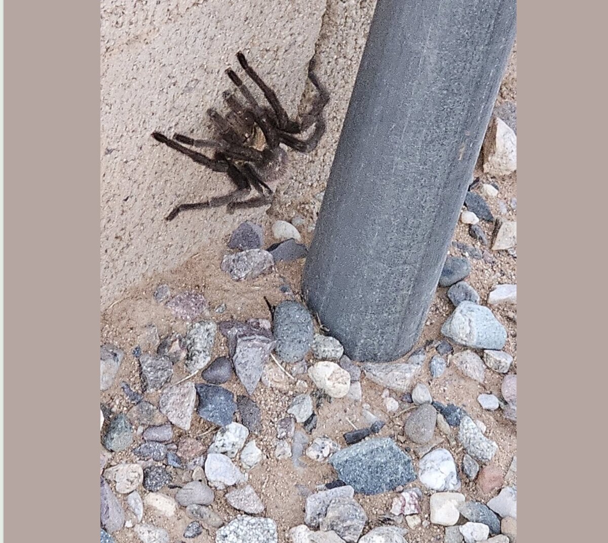 A tarantula near the back gate of the park
