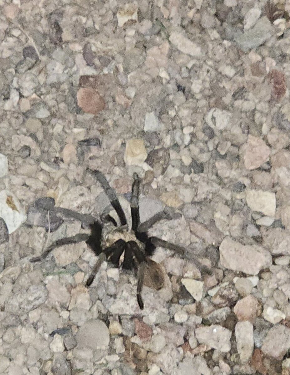 A male tarantula on Lot 4 at RoVer's Roost